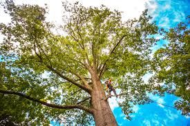 Best Stump Grinding and Removal  in Cambridge, MA